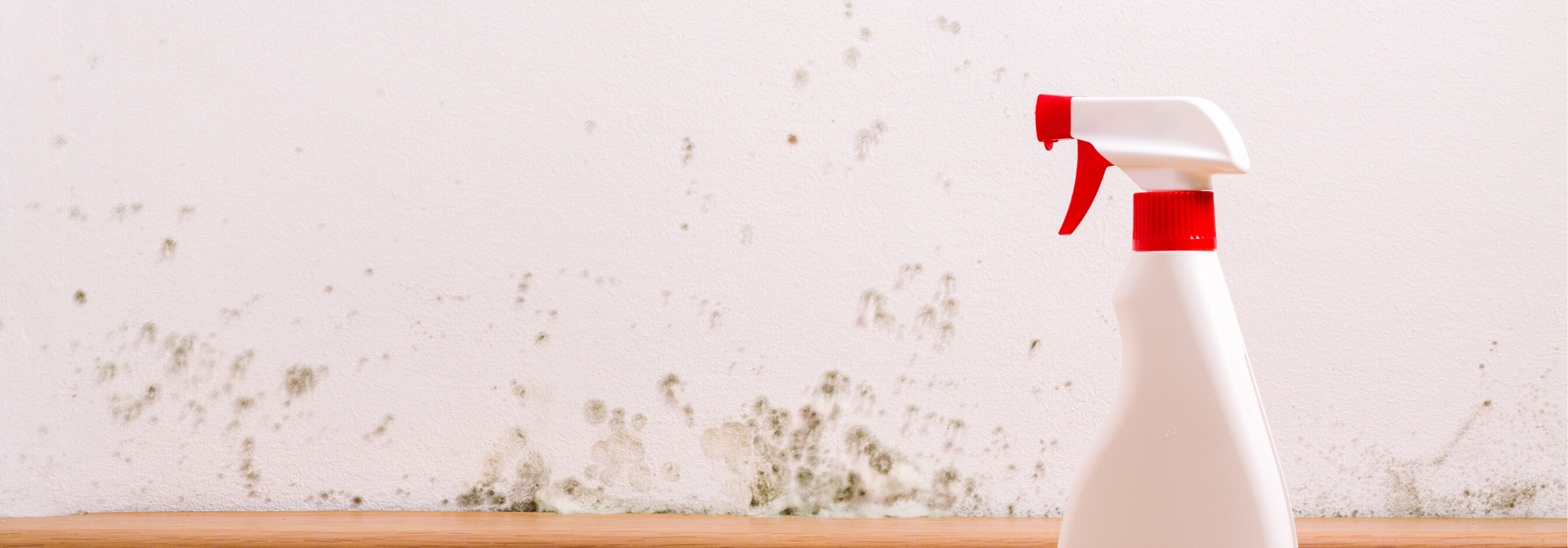 mold on a wall 